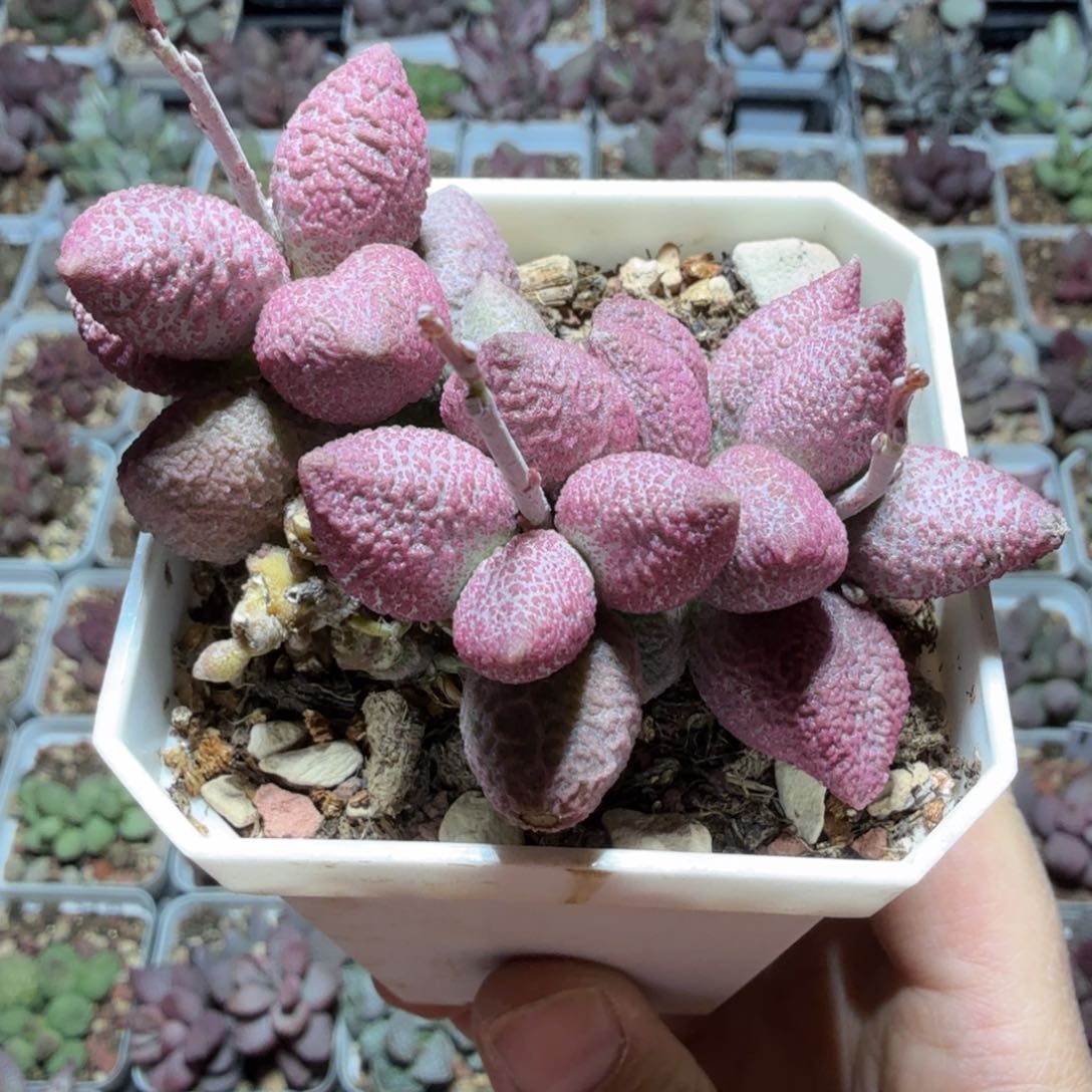 粉核桃老桩 一物一拍