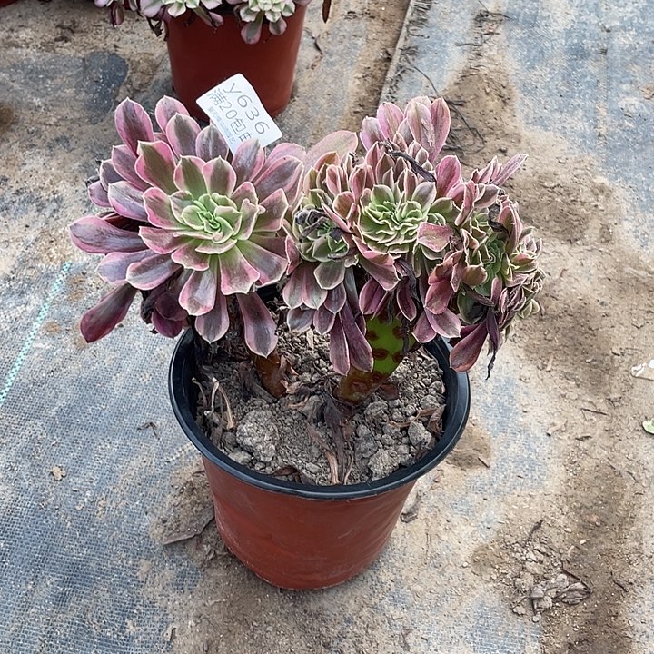 636美杜莎缀化多肉法师