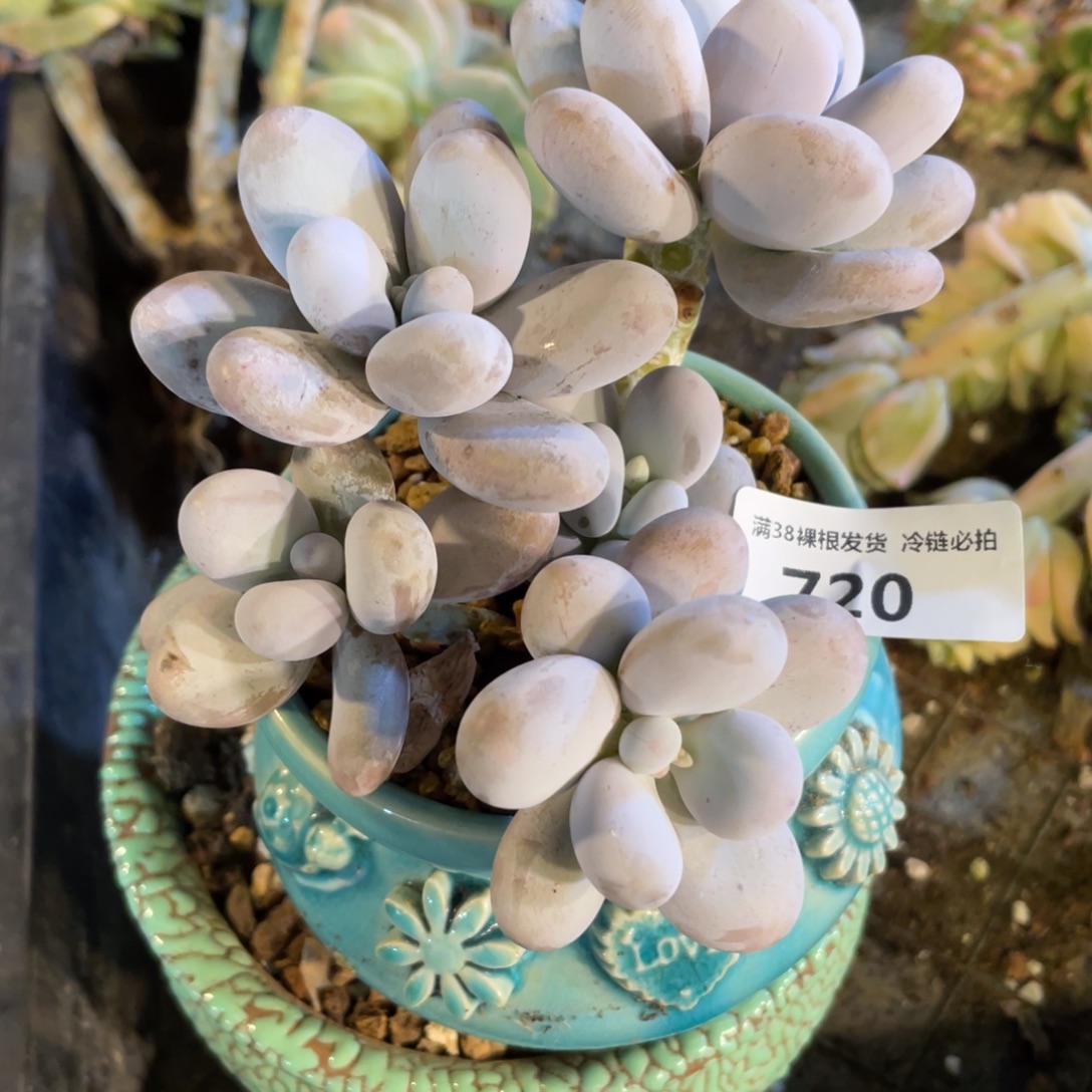 珊***虫720奶酪小群生多肉植物