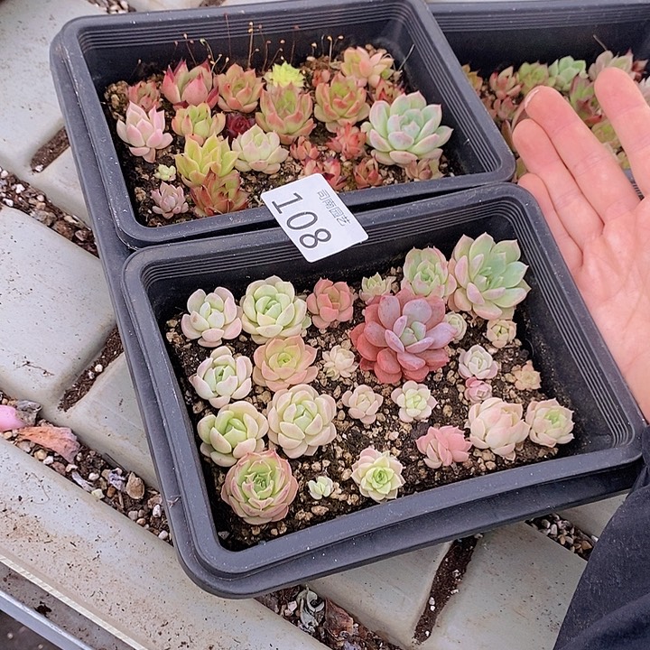 108 多肉植物盆栽花卉