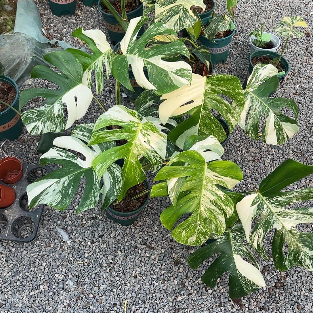 完全开放白龟5随机发货不售后