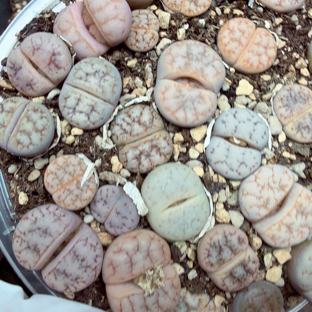 l***1好喜欢看肖蘸在线采访笑328是