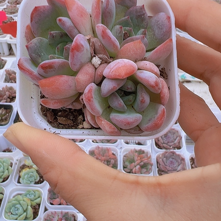全明星群带盆19包邮