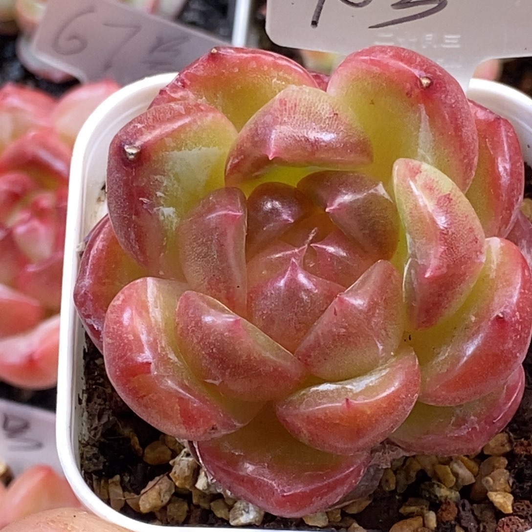 天官赐福百无禁忌