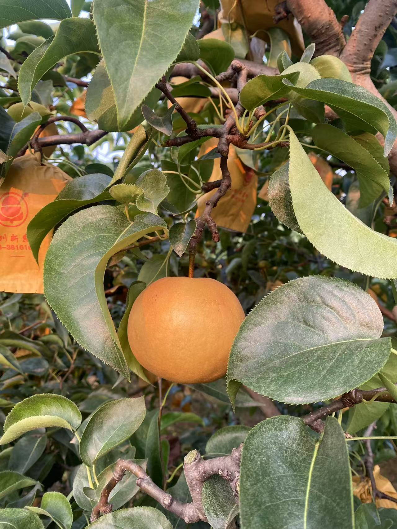 四川眉山圆黄梨新鲜应季水果自家果园现采现发爆汁水早熟夏季