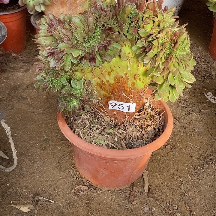 951万黄缀老板子