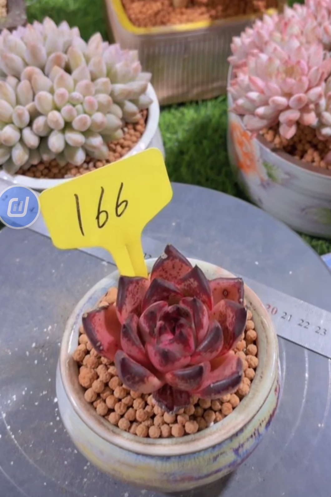 多肉血玫瑰166号