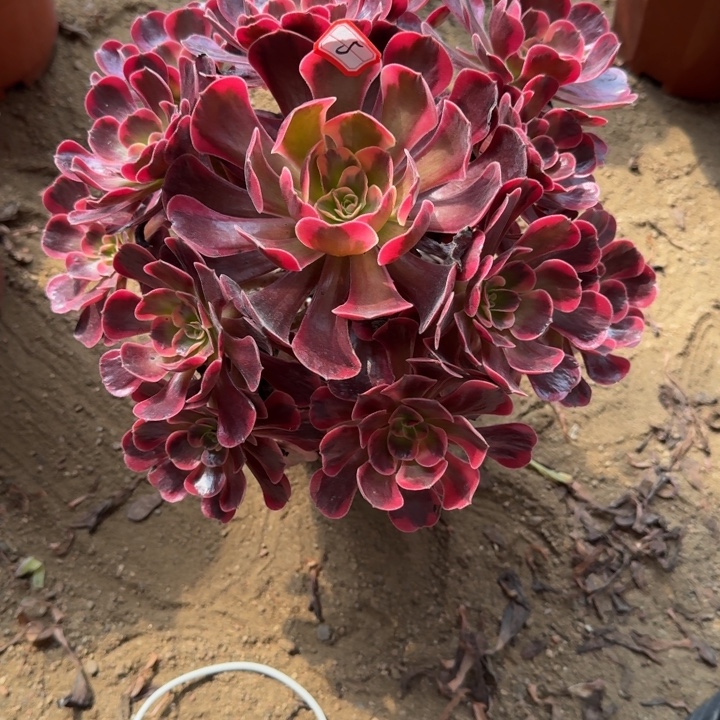 无花朵爱神412多肉植物