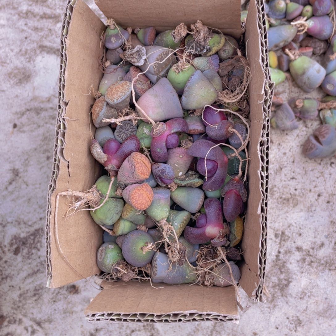 一箱脱土888888888888