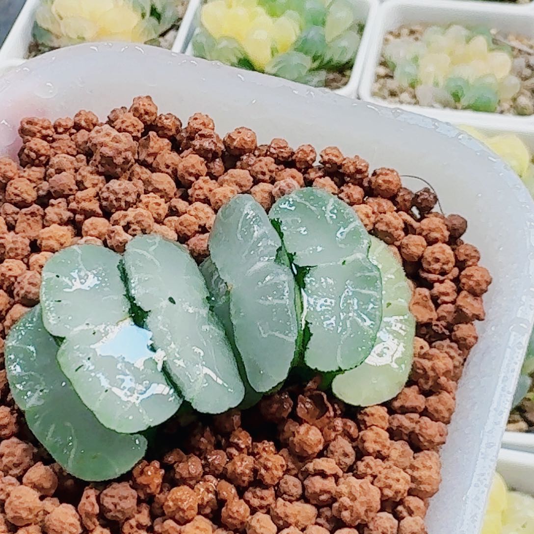 微***笑无花朵十二卷 旷月福利