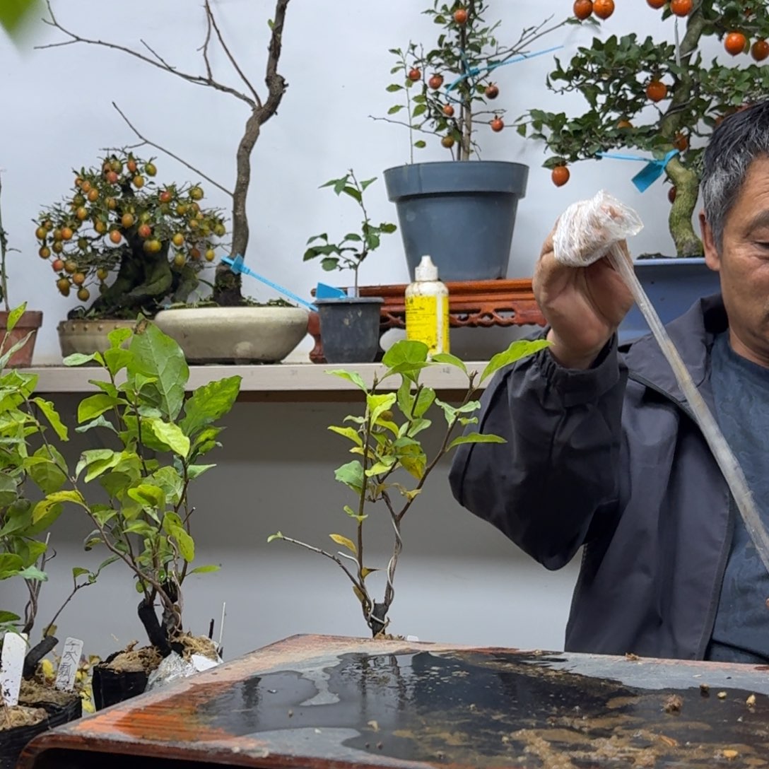 梅***进无花朵150顺丰到付不包邮