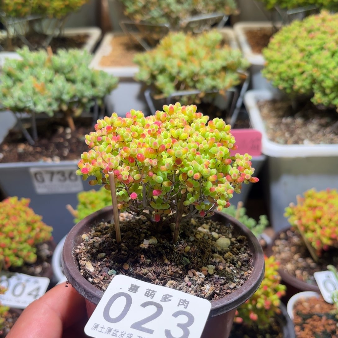 枝干番杏密橘糖球023