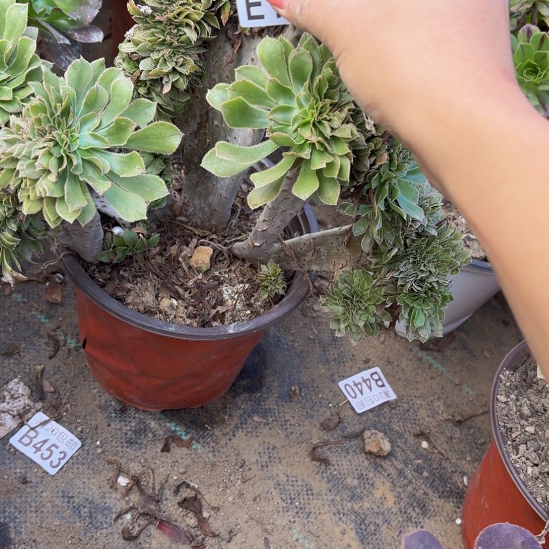 154多肉植物捧花的@