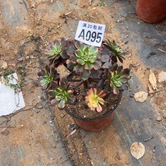 095烟花法师不包断枝