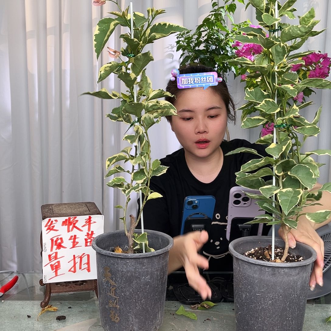 当前无花栽培后可以开花马斯带竹一颗咖啡盆
