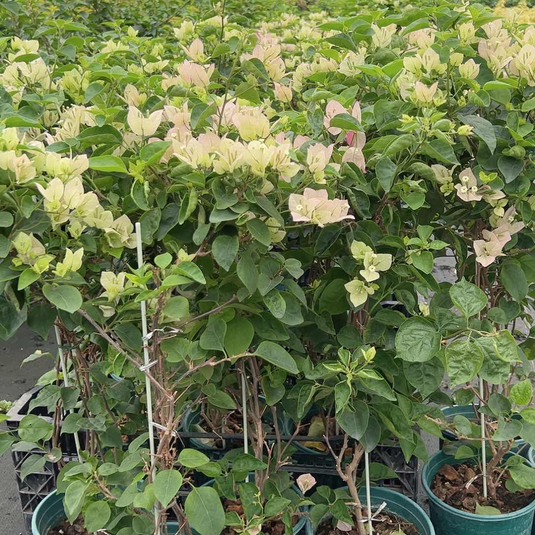 大部分开放少量花苞五宝一棵