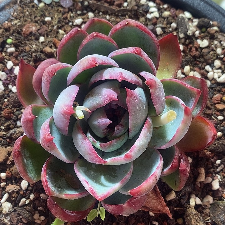 春节福利惊鸿仙子1669