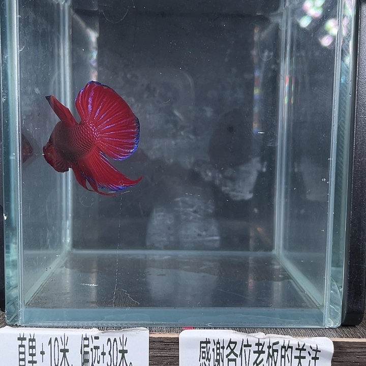 斗鱼活体不退不换谢谢