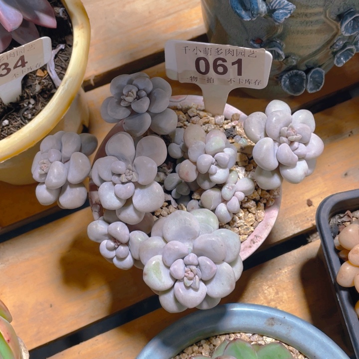 ?**猫谢谢你的支持0000061