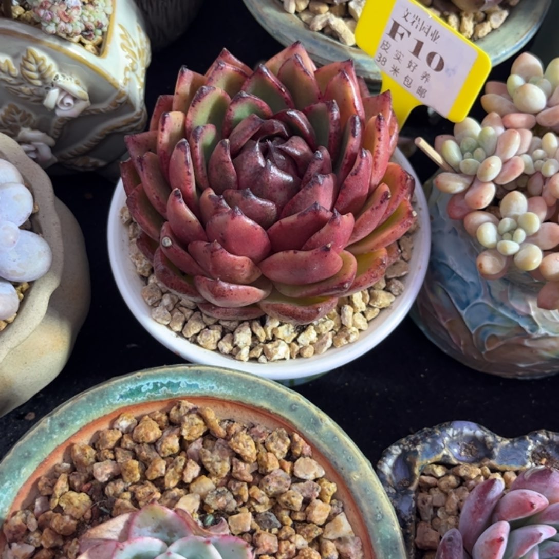 住****妞多肉植物11111