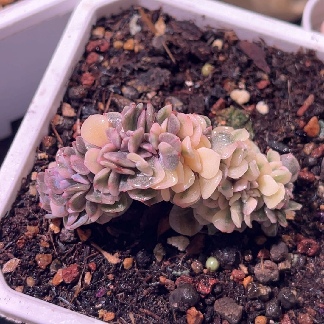 多肉特价雪精灵锦缀化