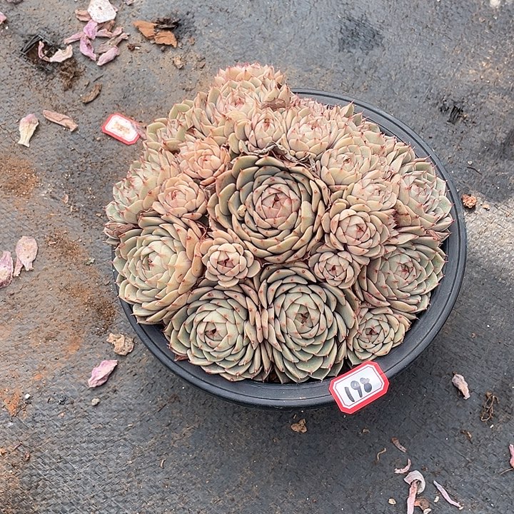 198苯巴蒂斯 一物一拍多肉