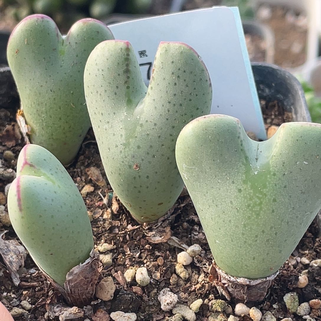 27-97将多肉植物肉锥