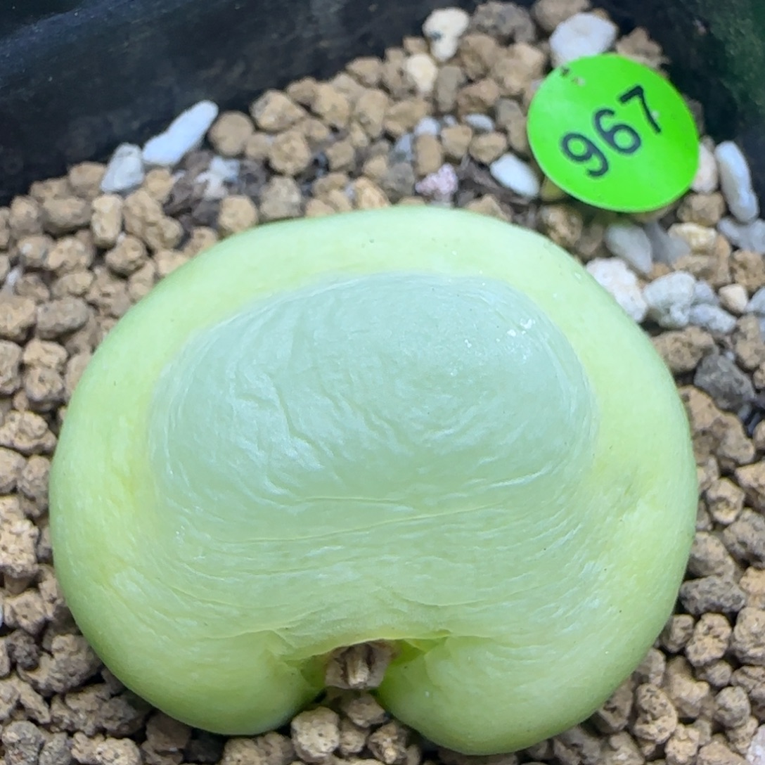 拉登缀化3.3多肉967