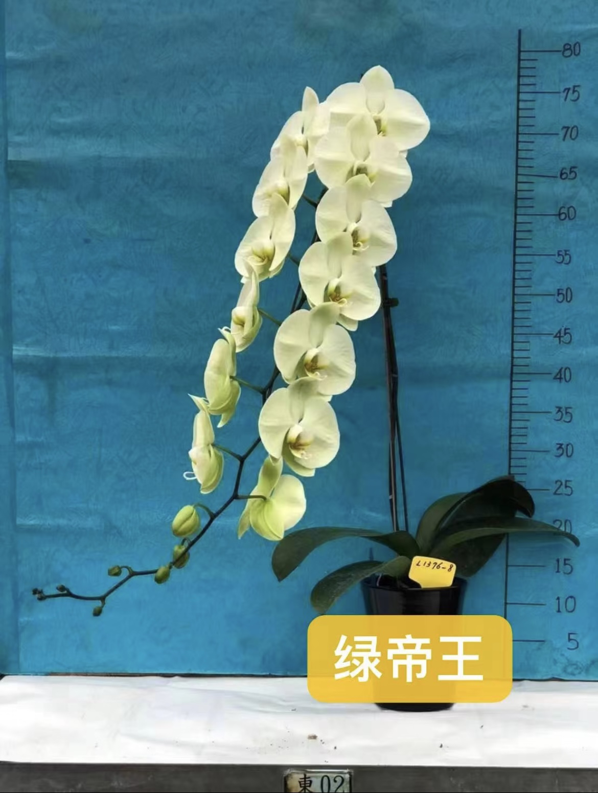 【绿帝王】蝴蝶兰绿帝王3.5寸出剑苗发货