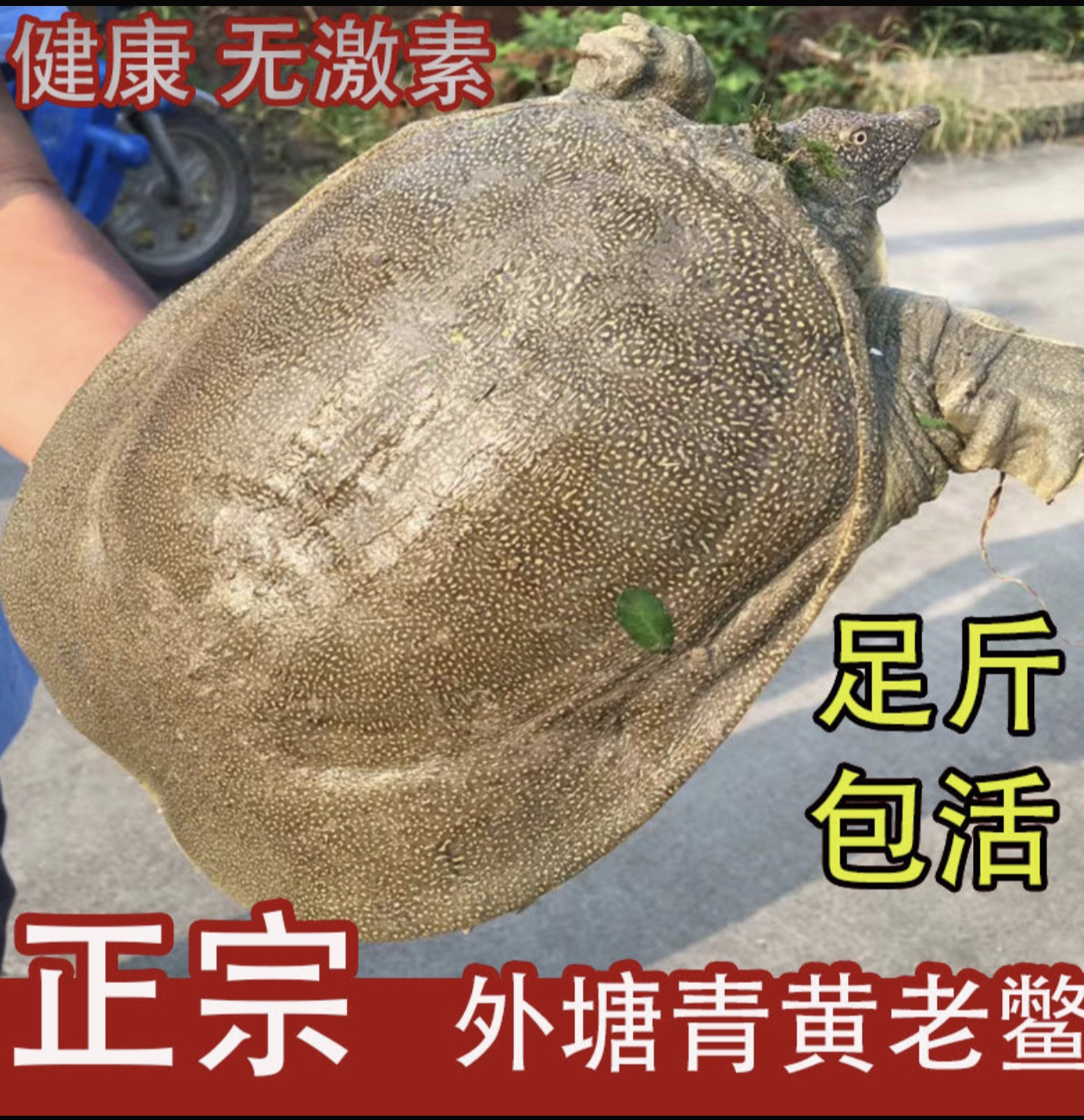 【顺丰快递】外塘仿野生态大甲鱼青黄背 1~7斤放养水鱼团鱼鲜活水产