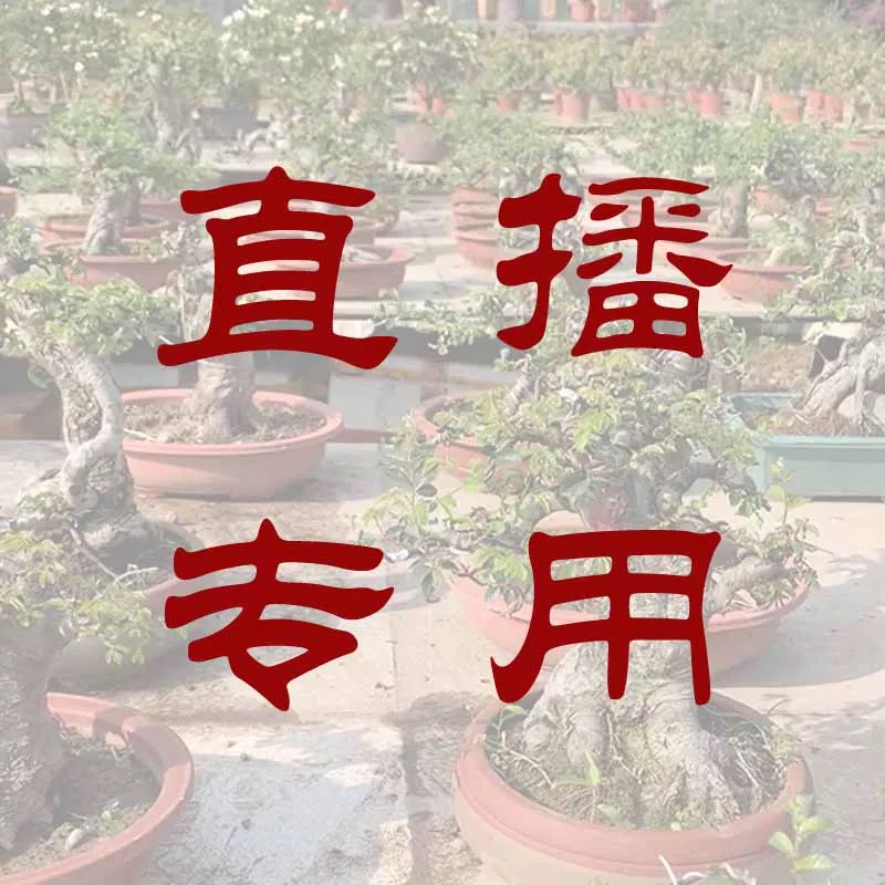 【开元盆景园】榆树  唐枫 达摩栀子 四季果桑  等 直波砖用