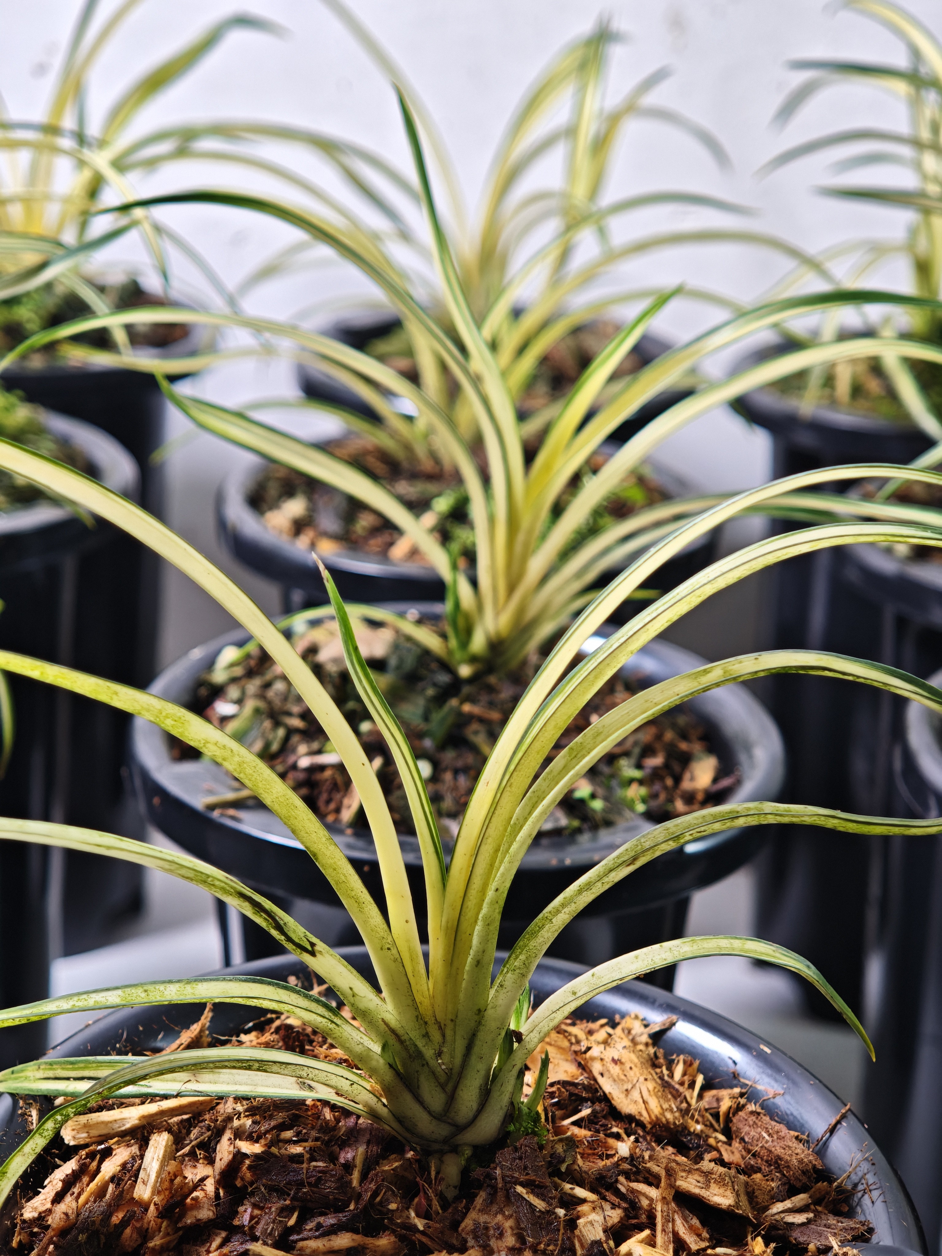 组培秋之中透高级兰花艺兰植物花卉盆景适合阳台办公室摆放兰草