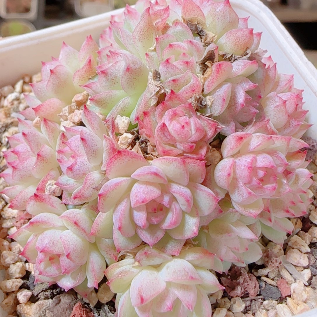 花语逸镜1115-281散