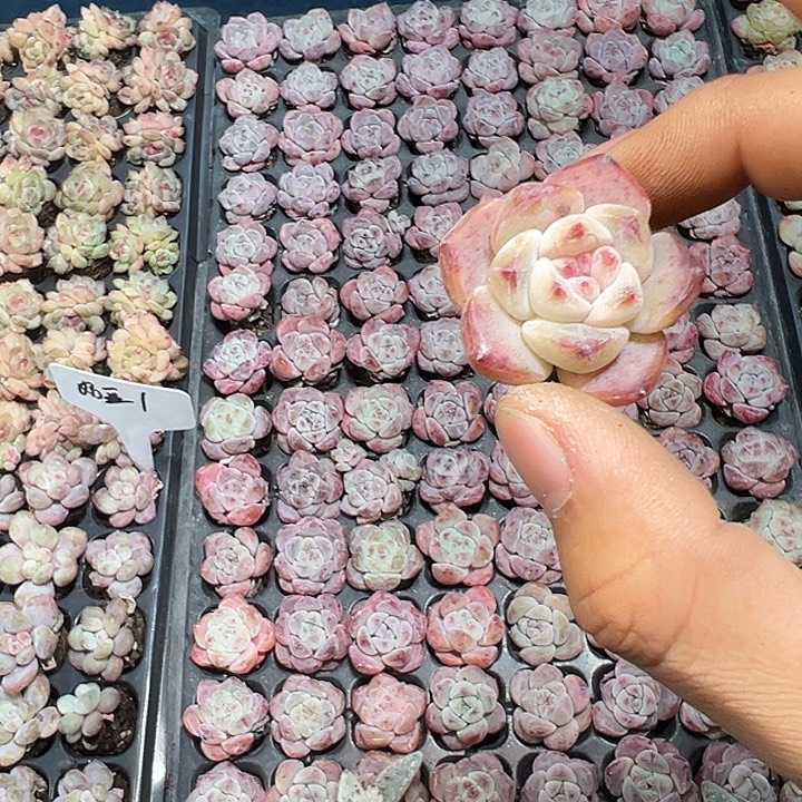 草莓冰沙  满10颗包邮