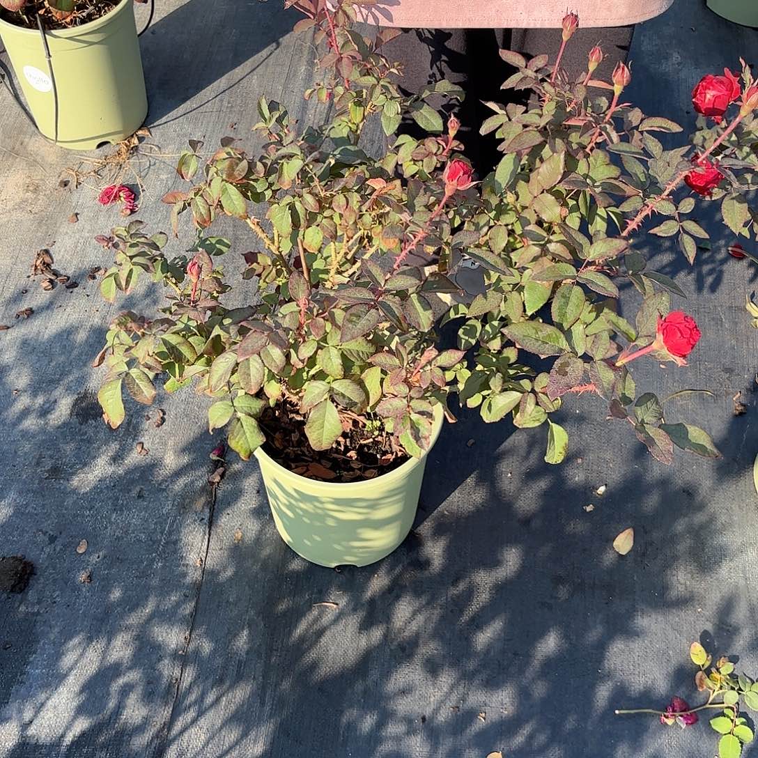 .***3丹墨玫枝3加仑根接苗