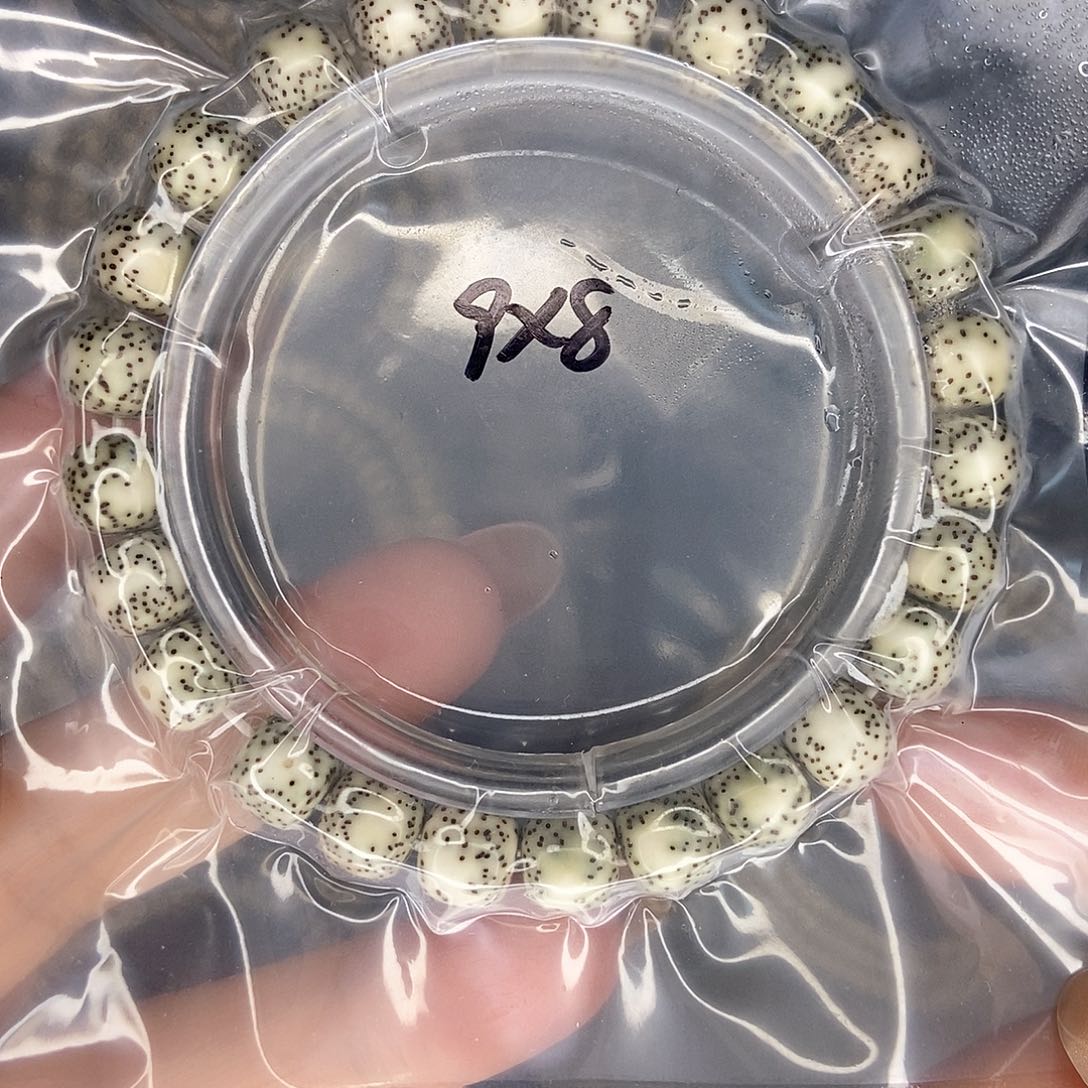 星月菩提手串星月