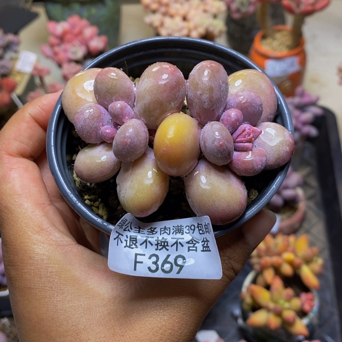 撒*?369蛋黄奶多肉7c m