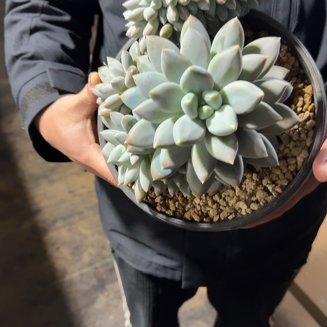 逆***林多肉植物多肉植物