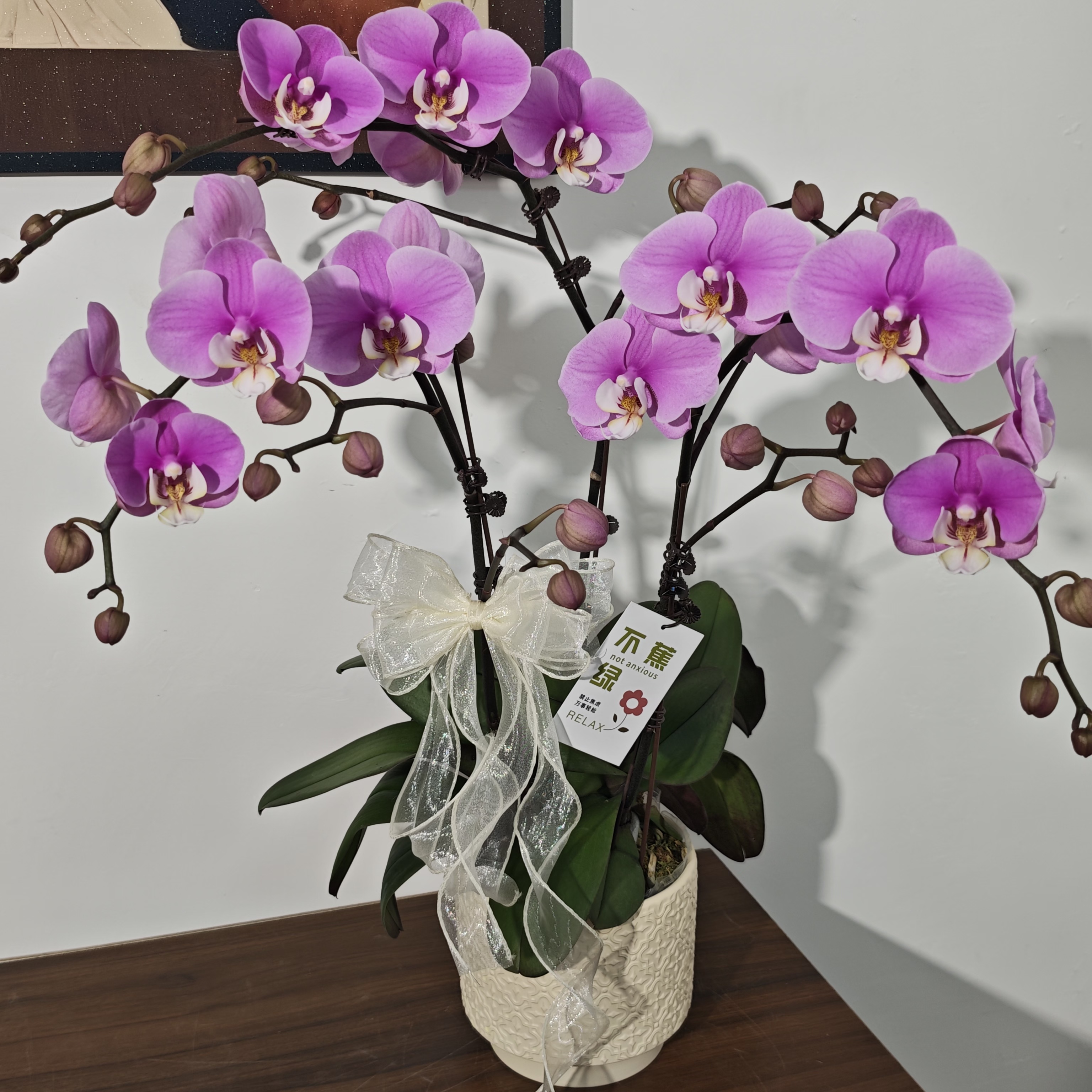 【安娜】经典粉红色系蝴蝶兰  稀有品种 长花期 中大花