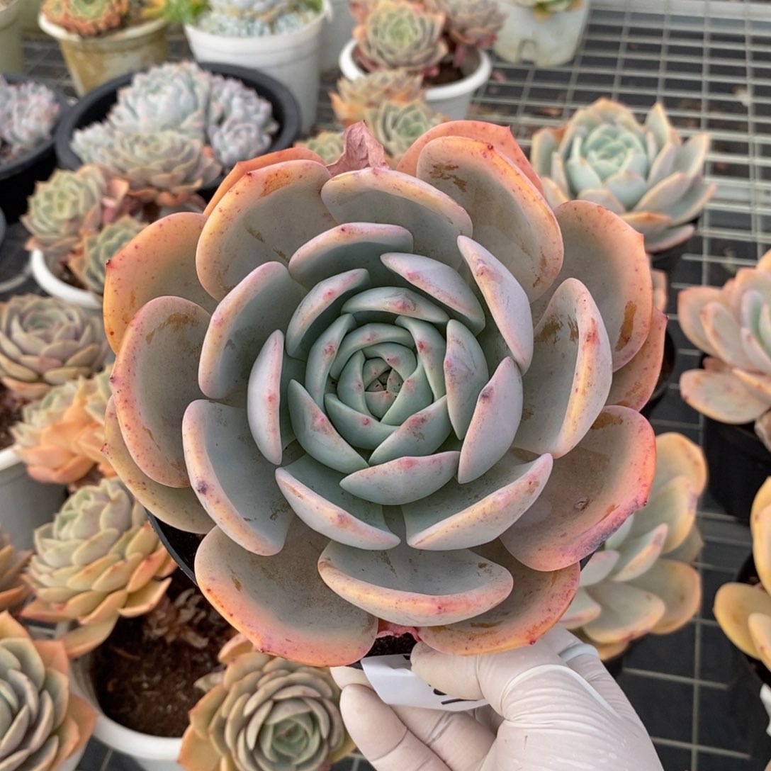 297凤橙单头一物一拍