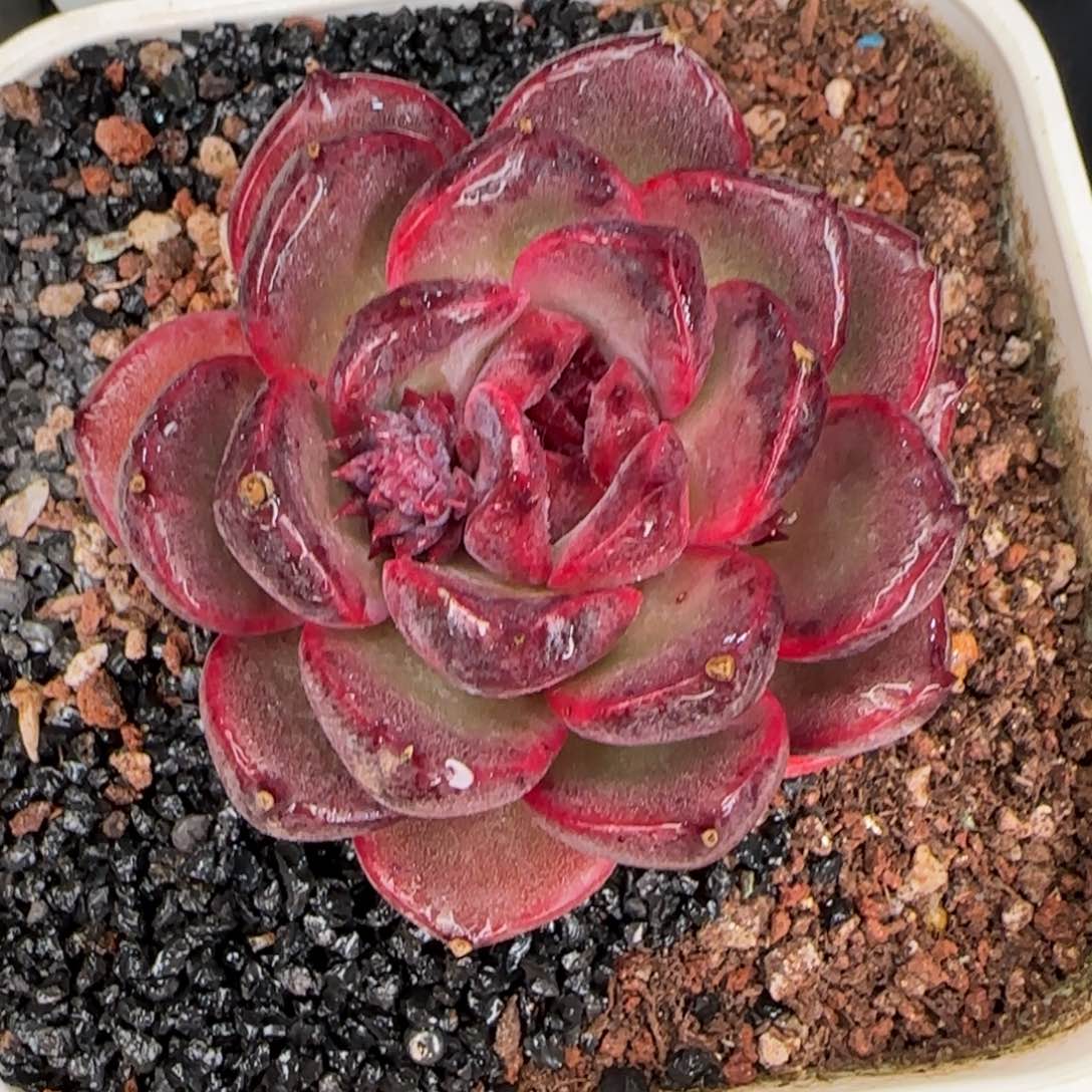 从前慢甄选多肉编号紫薇