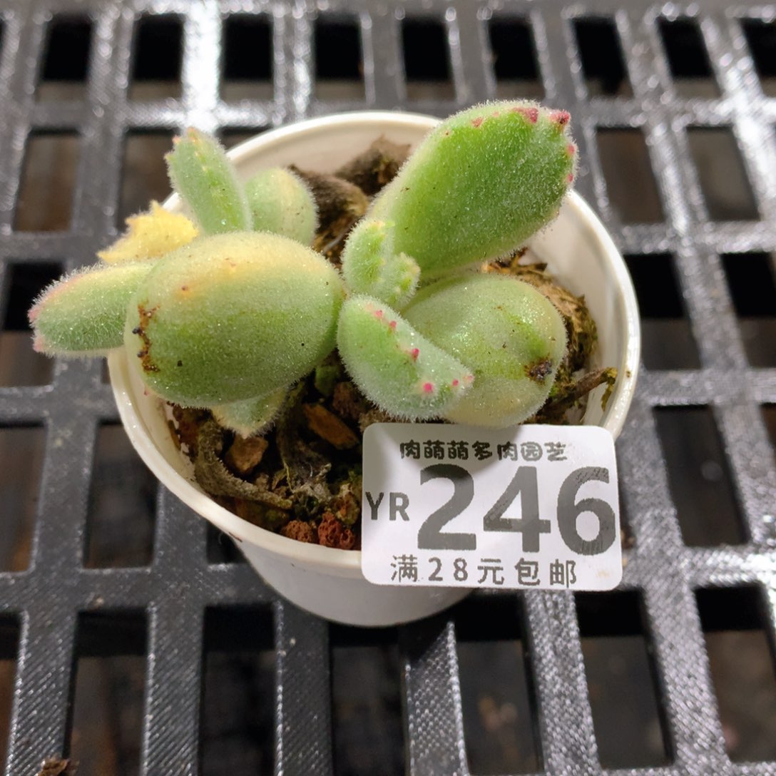 肉萌萌拇指盆精控多肉YR246