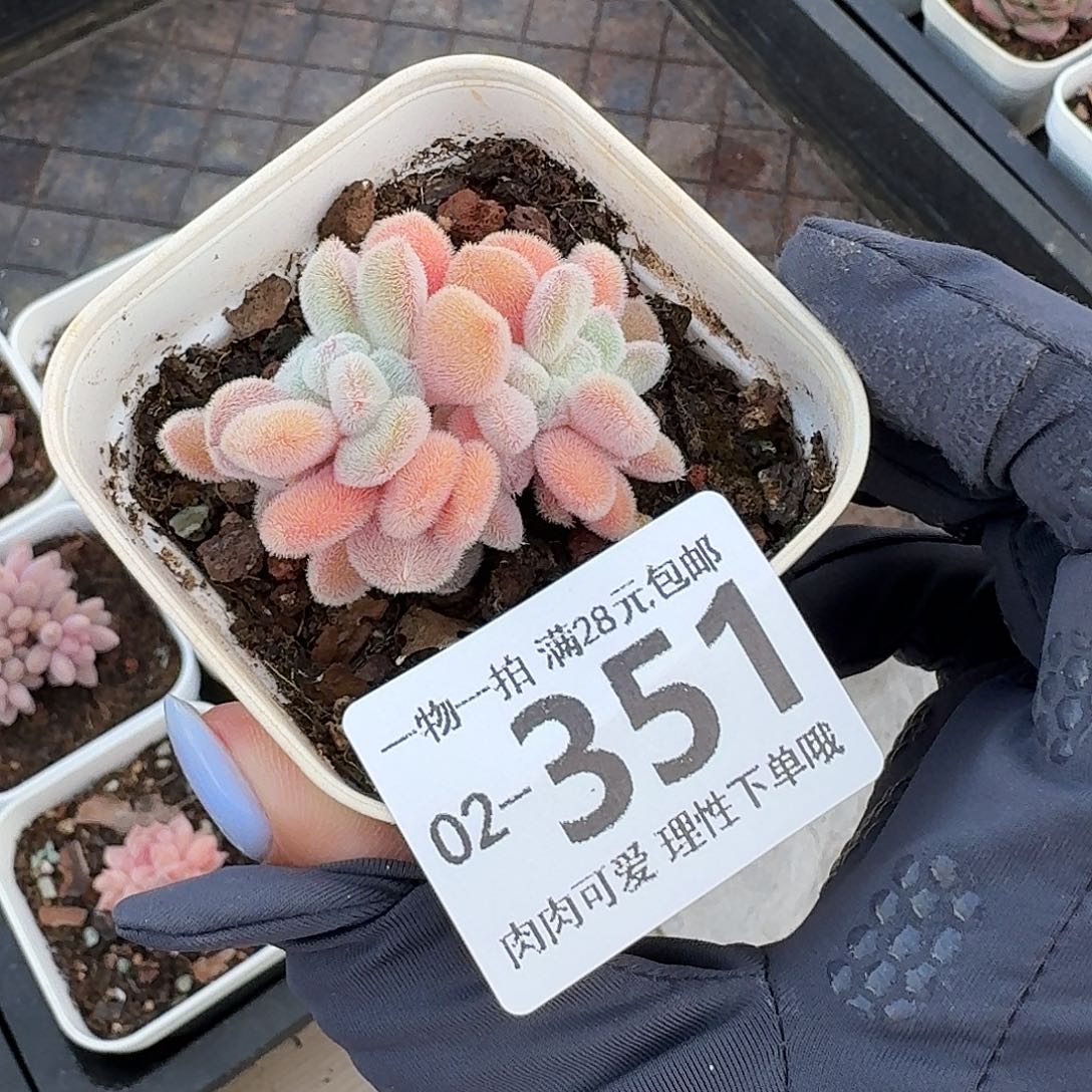 雪晃星缀无盆土发货
