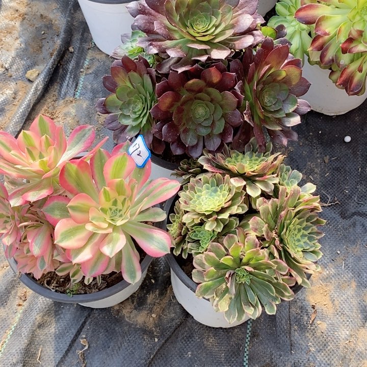 172朝霞，粉女巫，赤艳莲多肉