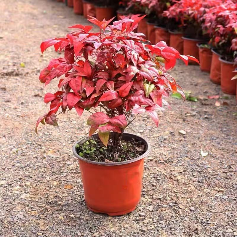 火焰南天竹盆栽耐寒好养易活适合室内桌面的禅意lll