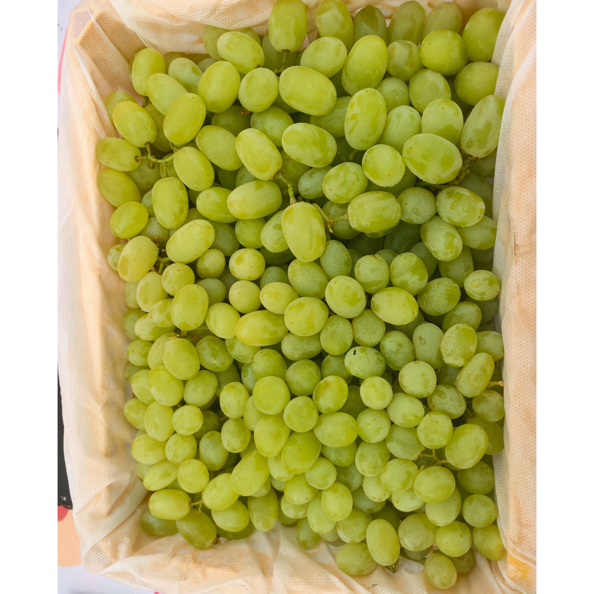 《果虎》空运新疆无核白小蜜蜂葡萄 颗颗爆汁新鲜水果顺丰包邮g新疆维吾尔自治区