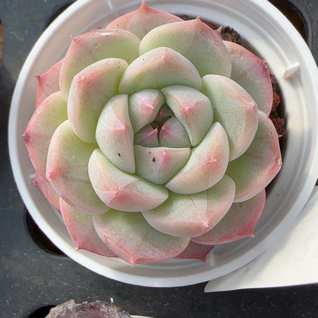 花语逸镜0226-46