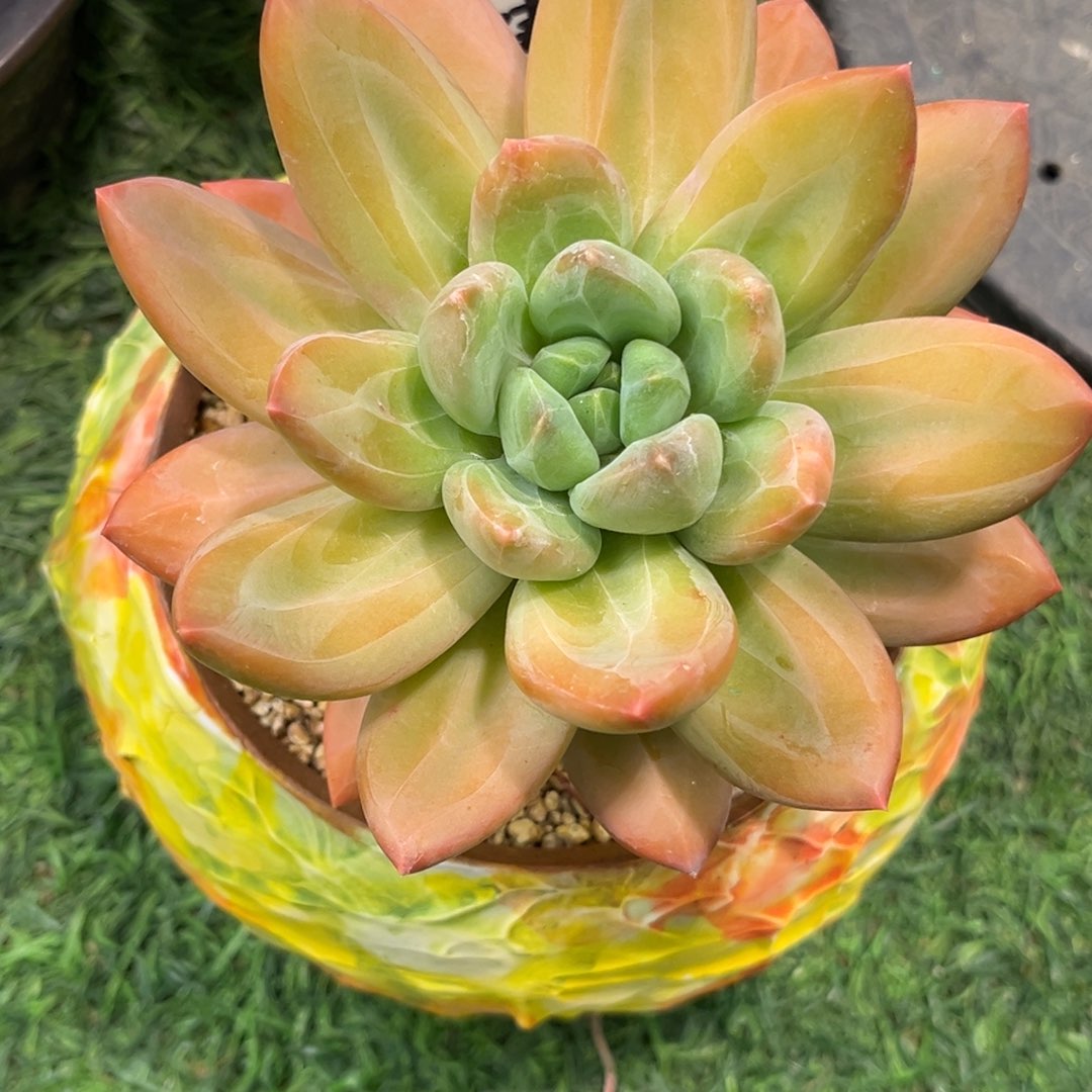 御风园艺多肉植物树脂盆栽室内阳台绿植观赏植物四季好养大盆胖子