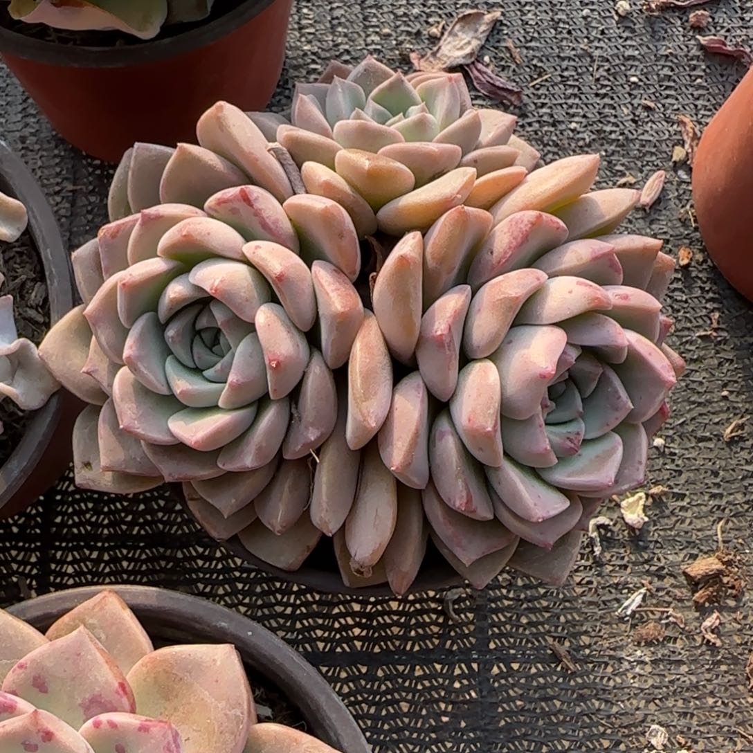 无花朵海琳娜三头