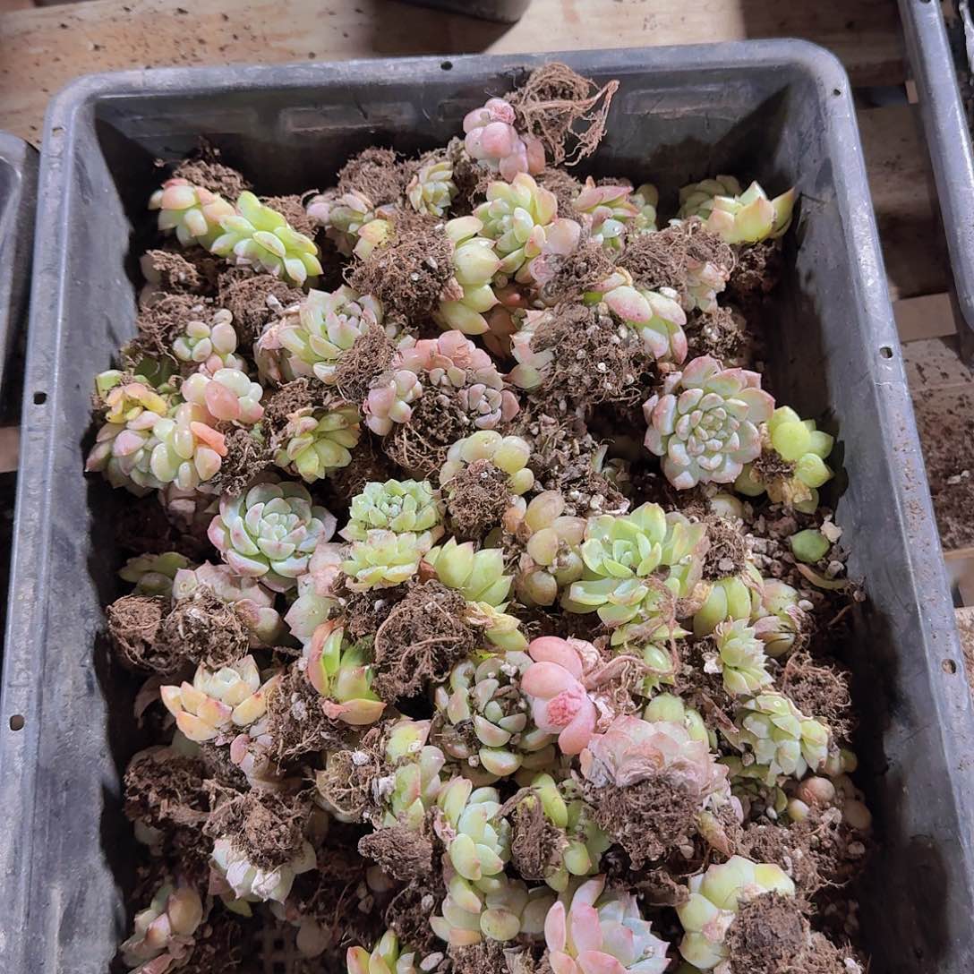 直播福利一物一拍37